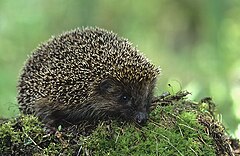 Brūnkrūtainais ezis (Erinaceus europaeus)