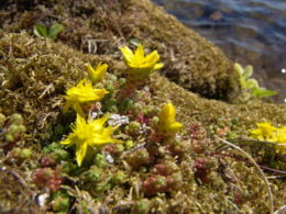 Borsos varjúháj (Sedum acre) (Izland, sziklagyep)