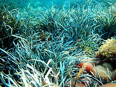 Herbiers de posidonies dans la Réserve naturelle nationale de Cerbère-Banyuls.