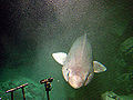 Image 41The sluggish bathydemersal false catshark, shown here at a depth of 1,200 meters, has an enormous oil-filled liver which lets it hover off the continental slope at near-neutral buoyancy. It feeds on cephalopods, cutthroat eels, grenadiers, snake mackerel, and lanternsharks. (from Demersal fish)