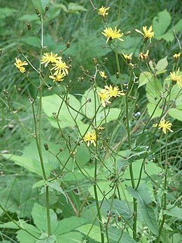 Pelkinė kreisvė (Crepis paludosa)