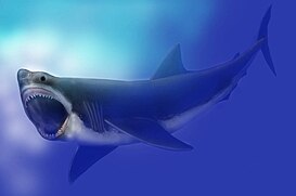 Carcharodon megalodon