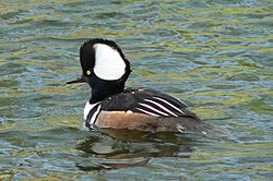 Hooded merganser