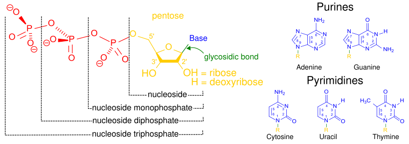 Nucleobases, nucleotides, and nucleosides