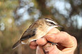 Bagħal Qastni Acrocephalus melanopogon