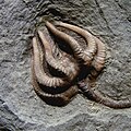 Agaricocrinus americanus, een crinoide uit het carboon (Indiana).