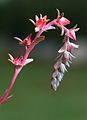 Flowers of Echeveria 'Blue Curl'