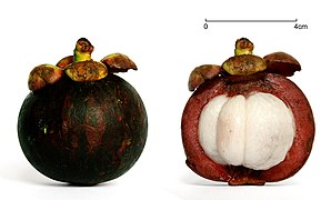 File:Mangosteen scale v2.jpg (2012-06-25)