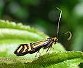 Nemophora ochsenheimerella (Adelidae)