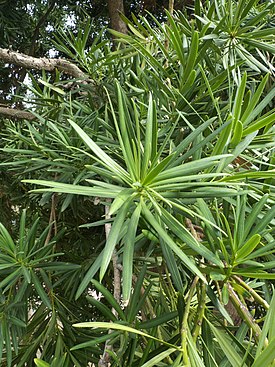 Podocarpus neriifolius