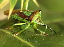 Acanthosoma haemorrhoidale.