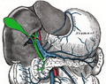 Vena porta hepática y sus tributarias.