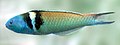 Thalassoma bifasciatum