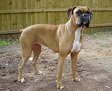 Boxer-tík