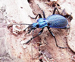 Grakštusis puošniažygis (Carabus intricatus)