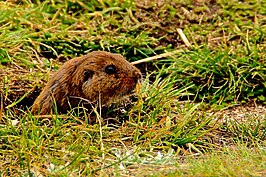 Ctenomys osvaldoreigi