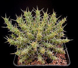 Euphorbia actinoclada