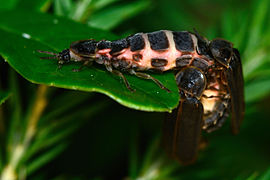 Jaanimardikad (Lampyris noctiluca). Emane ja 2 isast jaanimardikat teevad sugu