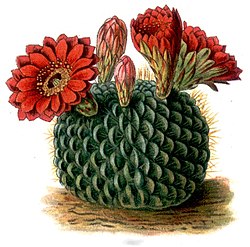 Pallokaktuslaji Echinopsis cinnabarina.