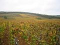 Vignoble de Gevrey-Chambertin.