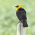 Yellow-headed blackbird