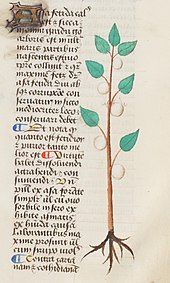 Texte sur une colonne étroite à gauche, orné de lettrines en couleur, avec un dessin en couleur d'une plante à feuilles ovales et entières, portant la résine comme des fruits, à droite.