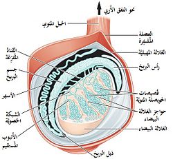 خصية