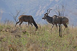 Großer Kudu, links Weibchen, rechts Männchen