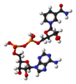Nikotinamida Adenina Dinukleotido