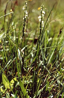 Spiranthes aestivalis Berchtesgadener Alpen.jpg