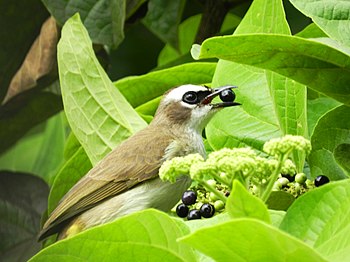 Yellow-Vented Bulbul