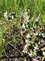 Atriplex intracontinentalis ist in Österreich vom Aussterben bedroht.