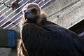 Voitre negro, Saint Louis Zoological Park