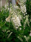 Clethra alnifolia