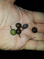 Hinau drupes (fruit)