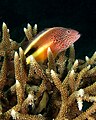 Image 40A hawkfish, safely perched on Acropora, surveys its surroundings (from Coral reef fish)