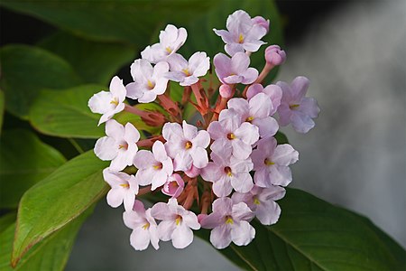 en:Luculia gratissima, by JJ Harrison