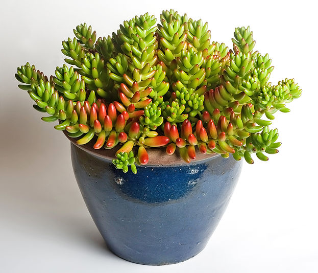 Jelly Bean Plant (Sedum rubrotinctum)