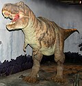 A Tyrannosaurus