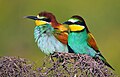 European Bee-eaters