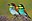 European Bee-eaters