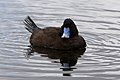 The reserve is an important seasonal site for blue-billed ducks.