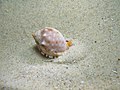 sea snail