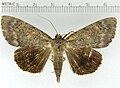 Catocala obscura obscure underwing