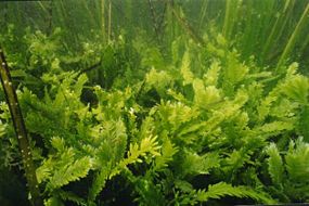 Caulerpa taxifolia