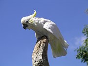 A white parrot with a crest, a black beak and a yellow crest