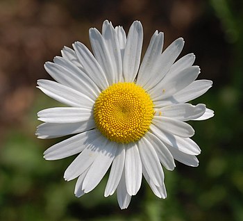 Leucanthemum vulgare