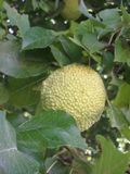 Thumbnail for Maclura pomifera