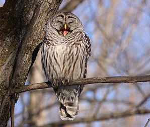 Chouette rayée (Strix varia) bâillant, dans le Domaine de Maizerets à Québec. (définition réelle 3 064 × 2 592)