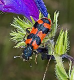 Besouro-soldado (Trichodes alvaerius)